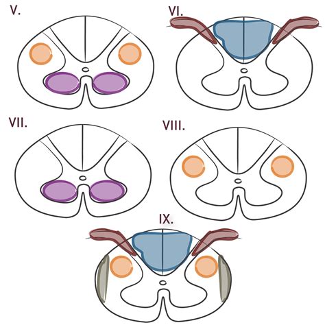 Neuroanatomy Glossary: Spinal Cord Disorders - Overview | ditki medical