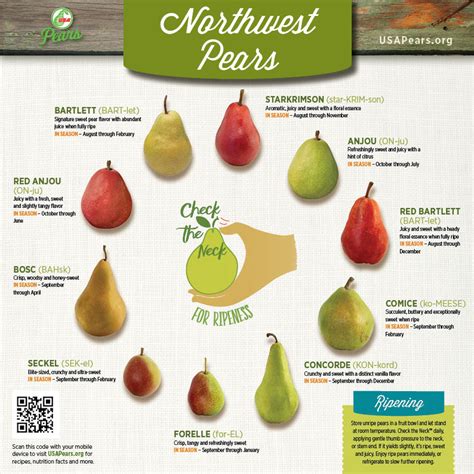 Pear Varieties Chart