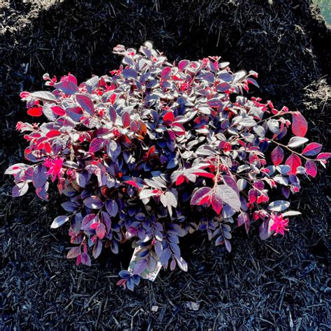 Crimson Fire Loropetalum