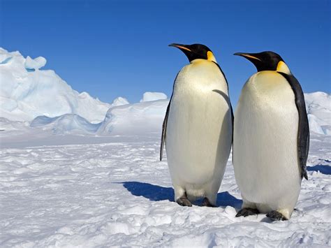 Emperor Penguins Antartica wallpaper | 1600x1200 | #12882