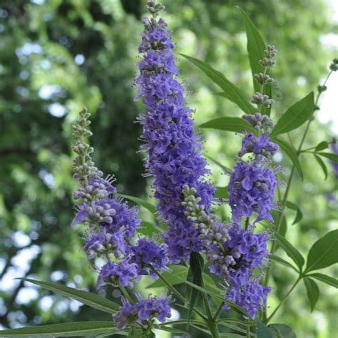 Vitex Agnus Castus Alvarez Nursery