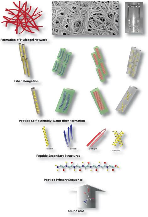 Simplified Schematic Illustrations Of The Hierarchical Self Assembly