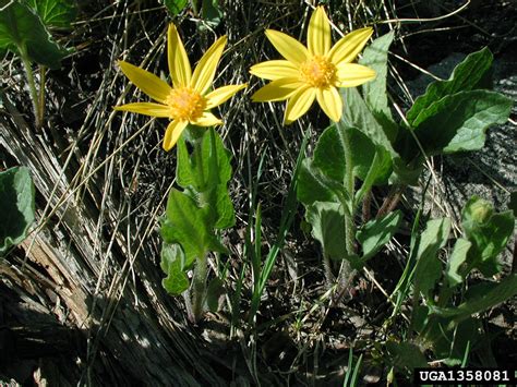 Broadleaf Arnica Arnica Latifolia Bong