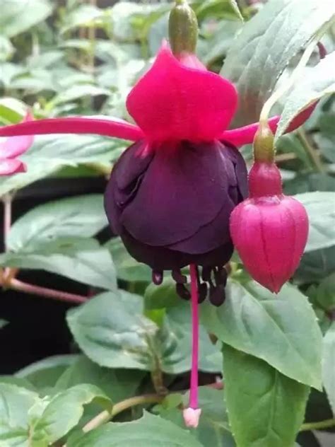 Фуксія ампельна New Millenium Fuchsia Нью Міленіум саджанець в ...