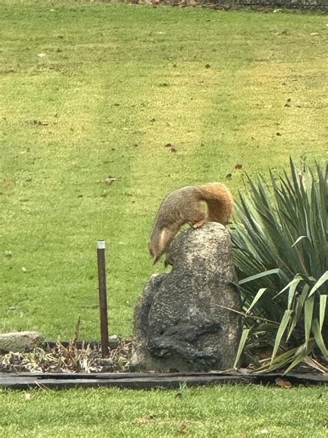 This Fat Fuck Tried To Run Away Before I Could Shame Him R Fatsquirrelhate