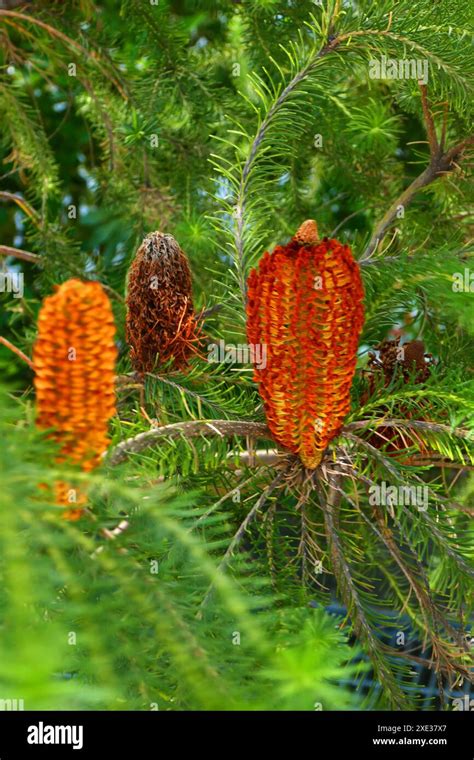Banksia Neoanglica Hi Res Stock Photography And Images Alamy