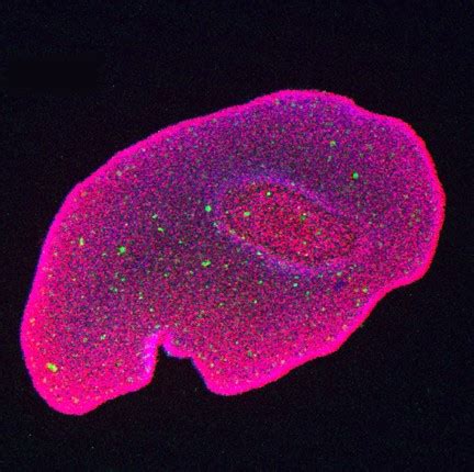 Hecklab.com | Trichoplax(2)