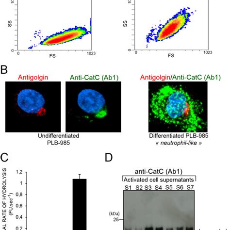 Intracellular Localization And Secretion Of Mature CatC By Activated