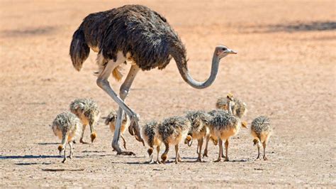 Top 10 Ostrich Facts for Kids - Kids Play and Create