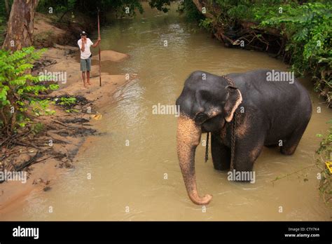 Elephant bathing in a river, Sri Lanka Stock Photo - Alamy