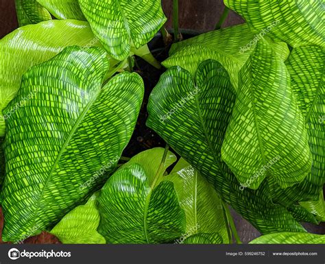 Close Calathea Musaica Network Leaves Stock Photo by ©Maritxu22 599246752