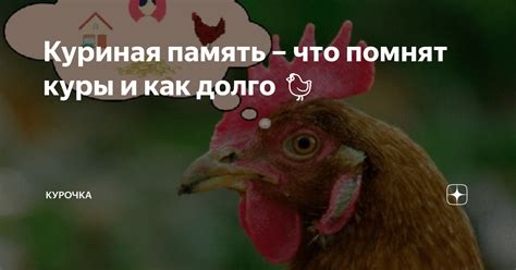 Куриная память – что помнят куры и как долго 🐔 | Курочка | Дзен