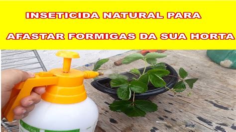 COMO FAZER INSETICIDA NATURAL PARA AFASTAR FORMIGAS DA SUA HORTA