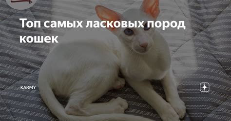 Топ самых ласковых пород кошек | Karmy | Дзен