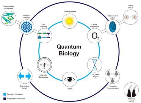 Quantum Biology and Non-Targeted Effects | Encyclopedia MDPI