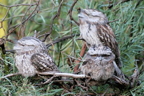 Owl Beliefs In Nyungar Culture