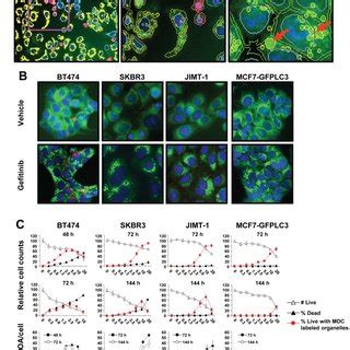 (A) Following a transfection with EGFR siRNA, SKBR3 cells were treated ...