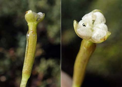 Валлиснерия американская (Vallisneria americana)