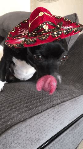 Dog-in-sombrero GIFs - Get the best GIF on GIPHY