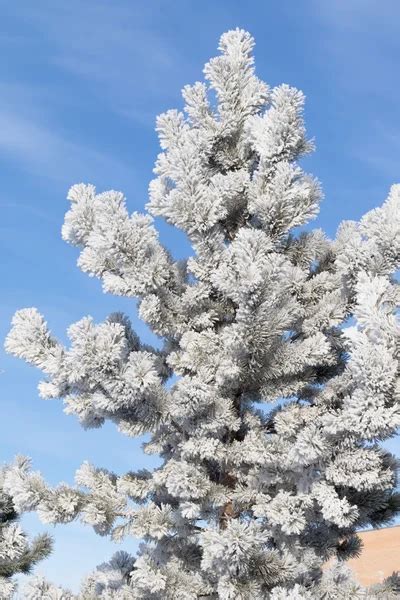 White Fur Tree Stock Photos Royalty Free White Fur Tree Images