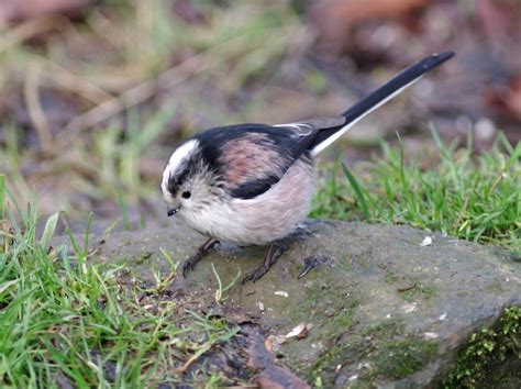 Shropshire Wildlife Trust Home Facebook