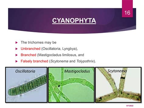 Phylum Cyanophyta - Cyanophyta | PPT