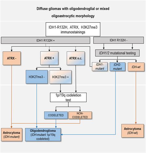 Proposed Diagnostic Algorithm For Diffuse Gliomas Diffuse Gliomas Are