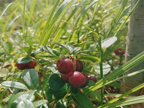 Брусника | Пикабу