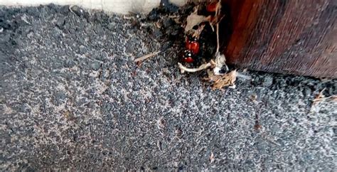 Zoo sex Пикабу