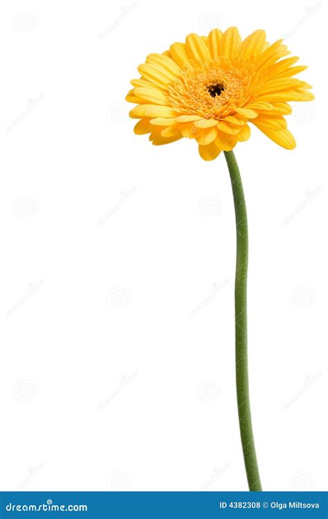 Yellow daisy stock photo. Image of colorful, color, flower - 4382308