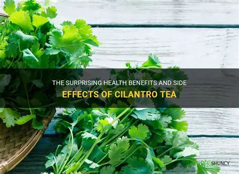 The Surprising Health Benefits And Side Effects Of Cilantro Tea Shuncy