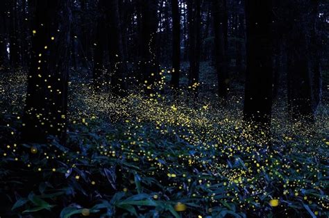 fireflies poem poetry  pastry