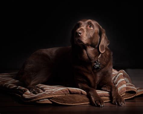What Should I Expect When My Dog Is Pregnant