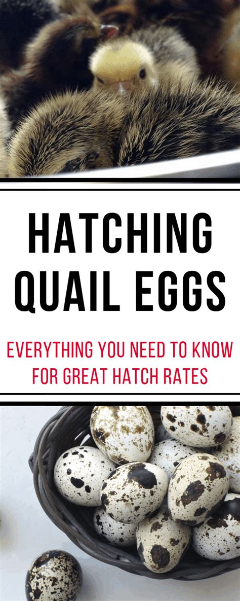 Hatching Quail Eggs - Salt in my Coffee