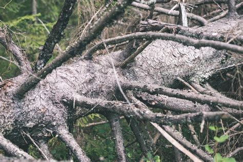 Autumn Trees With Naked Branches Vintage Film Look Stock Photo Image Of Foggy Silence