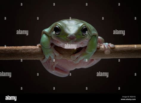 Australian Green Tree Frog on a branch, Indonesia Stock Photo - Alamy