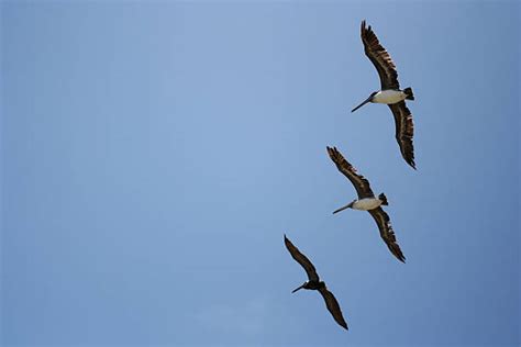 470 Pelican Beak Open Stock Photos Pictures And Royalty Free Images