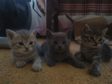 Три котика | Пикабу