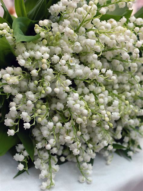 Caring For The Romantic And Feminine Lily Of The Valley