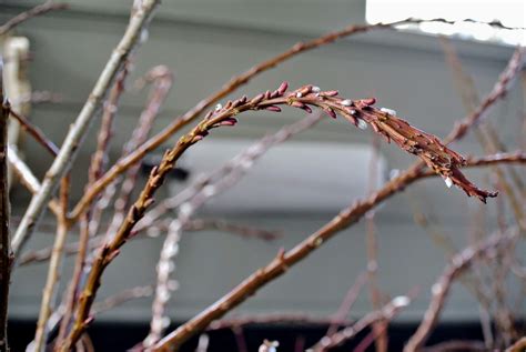 Gathering Pussy Willows The Martha Stewart Blog