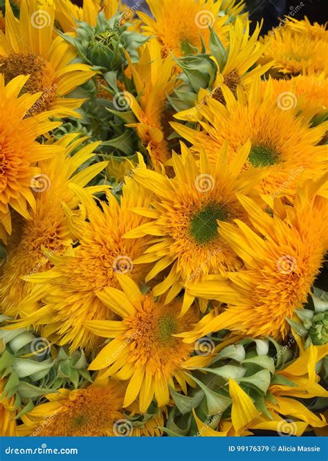 Lovely Bright and Sunny Flowers Stock Image - Image of round, bunches