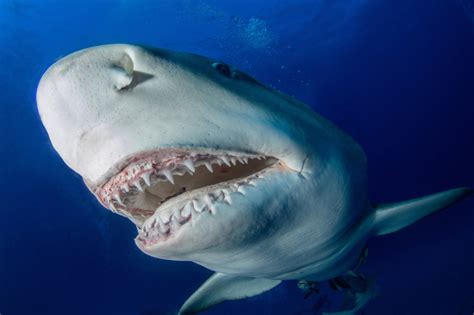 8 Best Places To Find Shark Teeth In Florida Beaches Rivers And More