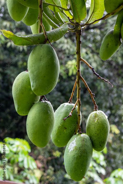 Pé De Manga Árvore - Manga, mangueira, pé de manga, manga espada, Mangifera indica Stock ...