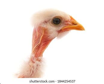 646 Naked Neck Chicken Images Stock Photos 3D Objects Vectors Shutterstock