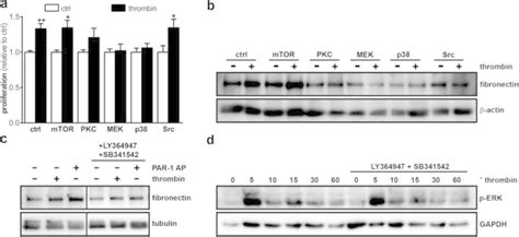 Thrombin induces proliferation and fibronectin production in a ...