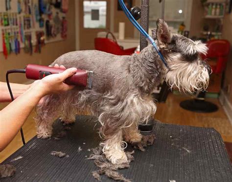 start  dog grooming business extra income