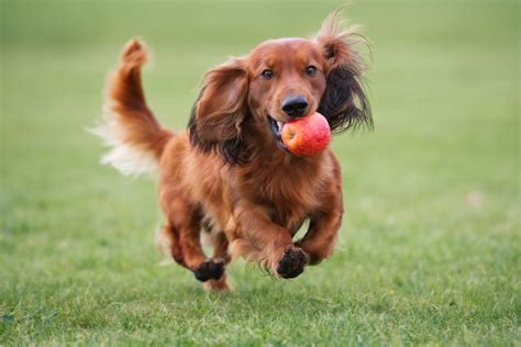 Dackel (Dachshunde) Charakter, Haltung und Pflege | zooplus