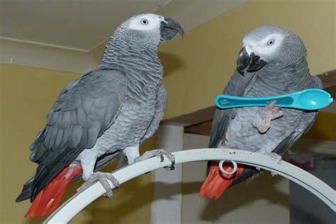 About Worldwide Exotic Parrots Farm