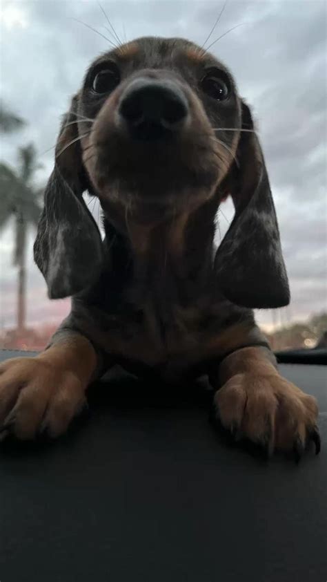 Oreo🫶🏼🐶 Cute Dogs Dachshund Puppies Funny Dogs