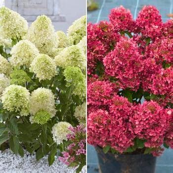Комплект метельчатых гортензий Любимый купить с доставкой почтой, цены ...